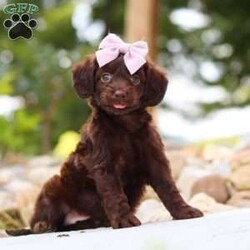 Chai/Dachshund Mix									Puppy/Female	/7 Weeks,Meet our adorable little Doxie-poo, Chai — a perfect blend of sweet charm and playful spunk! This darling pup is as cuddly as they come, with a fun-loving personality that will keep you smiling all day long. They love to play with toys, explore new places, and snuggle up close when it’s time to relax. With their intelligent, affectionate nature, they’re quick to bond with their people and will happily follow you wherever you go.