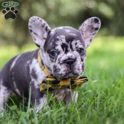 Collin/French Bulldog									Puppy/Male	/8 Weeks,Introducing a handsome AKC French Bulldog puppy, Collin! He’s full of curiosity, unmistakable character, and always up for some playtime or snuggles. His playful energy is truly infectious, turning every moment with him to pure happiness. French bulldogs are often described as playful, affectionate and adaptable, they are wonderful companions for families or individuals alike. If you’re looking for a loyal friend with a big heart and a personality to match, this sweet boy could be the perfect addition to your life!