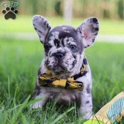 Collin/French Bulldog									Puppy/Male	/8 Weeks,Introducing a handsome AKC French Bulldog puppy, Collin! He’s full of curiosity, unmistakable character, and always up for some playtime or snuggles. His playful energy is truly infectious, turning every moment with him to pure happiness. French bulldogs are often described as playful, affectionate and adaptable, they are wonderful companions for families or individuals alike. If you’re looking for a loyal friend with a big heart and a personality to match, this sweet boy could be the perfect addition to your life!