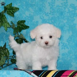 Joseph/Maltipoo									Puppy/Male	/7 Weeks,An awesome smaller type breed. Mom, our toy poodle weighs in at 10 lbs. She is so sweet and loving, and very calm for a poodle. Nate, our maltese daddy, weighs in a 8 lbs. He is a charmer, always happy, and ready for play. These little maltipoos will make great companions — they are well socialized…just waiting to bring you lots of love! They are up to date on their vaccinations and dewormings and have been vet checked. Feel free to call with questions, or to set up a time to come visit them. Thanks, 