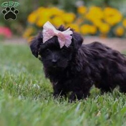 Allie/Yorkie Poo									Puppy/Female	/7 Weeks,Meet Allie– a tiny bundle of love who’s ready to steal your heart with her soulful puppy eyes and affectionate personality. This adorable little Yorkiepoo is family raised, well socialized, and played with daily, making her as friendly as she is adorable. Allie thrives on attention and never turns down a cuddle or a belly rub.