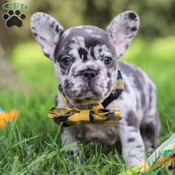 Collin/French Bulldog									Puppy/Male	/8 Weeks,Introducing a handsome AKC French Bulldog puppy, Collin! He’s full of curiosity, unmistakable character, and always up for some playtime or snuggles. His playful energy is truly infectious, turning every moment with him to pure happiness. French bulldogs are often described as playful, affectionate and adaptable, they are wonderful companions for families or individuals alike. If you’re looking for a loyal friend with a big heart and a personality to match, this sweet boy could be the perfect addition to your life!