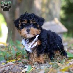 Darla/Maltipoo									Puppy/Female	/10 Weeks,Meet Darla, an adorable F1 Maltipoo who’s brimming with curiosity and charm! This little girl is always eager to explore the world around her, whether it’s sniffing out new adventures or playfully chasing after her favorite toy. Her bright eyes and wagging tail are always full of excitement, ready to turn every moment into a fun-filled experience. As a Maltipoo, she inherits the intelligence of a Poodle and the affectionate nature of a Maltese, making her an ideal companion for families or individuals alike. If you’re looking for a loyal companion who’s as inquisitive as loving, Darla is the perfect choice!