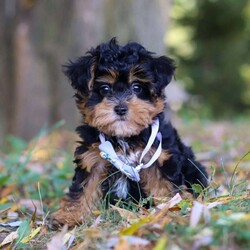 Darla/Maltipoo									Puppy/Female	/10 Weeks,Meet Darla, an adorable F1 Maltipoo who’s brimming with curiosity and charm! This little girl is always eager to explore the world around her, whether it’s sniffing out new adventures or playfully chasing after her favorite toy. Her bright eyes and wagging tail are always full of excitement, ready to turn every moment into a fun-filled experience. As a Maltipoo, she inherits the intelligence of a Poodle and the affectionate nature of a Maltese, making her an ideal companion for families or individuals alike. If you’re looking for a loyal companion who’s as inquisitive as loving, Darla is the perfect choice!