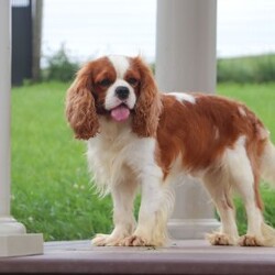 Chloe/Cavalier King Charles Spaniel									Puppy/Female	/6 Weeks,Say hello to Chloe! This gorgeous AKC-registered Cavalier King Charles Spaniel is as sweet as they come. With her silky coat, big soulful eyes, and gentle personality, Chloe has a natural charm that melts hearts everywhere she goes. Whether she’s snuggled in your arms, happily wagging her tail at your side, or exploring with her curious little nose, Chloe is sure to fill your days with love and joy.