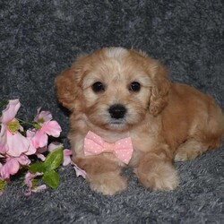 Hazel/Cavachon									Puppy/Female	/6 Weeks,Hello! My name is Hazel. I’m a sweet ,outgoing, and playful puppy who is looking for her furever home. In your search please pick me and make me your furever companion. 