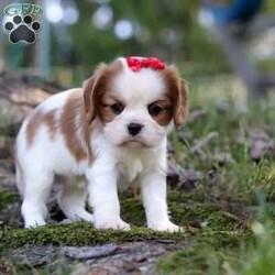 Chloe/Cavalier King Charles Spaniel									Puppy/Female	/6 Weeks,Say hello to Chloe! This gorgeous AKC-registered Cavalier King Charles Spaniel is as sweet as they come. With her silky coat, big soulful eyes, and gentle personality, Chloe has a natural charm that melts hearts everywhere she goes. Whether she’s snuggled in your arms, happily wagging her tail at your side, or exploring with her curious little nose, Chloe is sure to fill your days with love and joy.