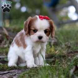 Chloe/Cavalier King Charles Spaniel									Puppy/Female	/6 Weeks,Say hello to Chloe! This gorgeous AKC-registered Cavalier King Charles Spaniel is as sweet as they come. With her silky coat, big soulful eyes, and gentle personality, Chloe has a natural charm that melts hearts everywhere she goes. Whether she’s snuggled in your arms, happily wagging her tail at your side, or exploring with her curious little nose, Chloe is sure to fill your days with love and joy.