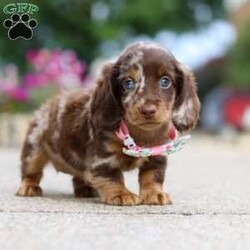 Pixel/Dachshund									Puppy/Female	/7 Weeks,Meet the most adorable Mini Dachshund girl named Pixel! With a silky-smooth coat, floppy ears and those irresistibly soulful eyes, she’s the perfect blend of charm, affection and playfulness. Whether she’s trotting by your side, chasing after her favorite toy, or curling up in your lap for a nap, she will bring joy to every moment. This handsome girl will quickly become your shadow, following you wherever you go and showering you with affection. Mini Dachshunds are adored for their unwavering loyalty and bold, spirited personalities. They make wonderful, lifelong companions!
