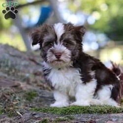 Max/Havanese									Puppy/Male	/14 Weeks,Introducing Max, the most adorable AKC Havanese boy! With his sweet expression and a personality that shines, he will always be ready to brighten your day. Whether he’s trotting by your side, chasing after his favorite toy, or curling up in your lap for a nap, he will bring joy to every moment. This sweet boy will quickly become your shadow, following you wherever you go and showering you with affection. Havanese are known for their gentle, playful nature and he is a beautiful example of everything we love about the breed!