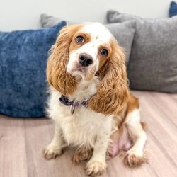 Chase/Cocker Spaniel									Puppy/Male	/7 Weeks,Meet Chase! This sweet and adorable Cocker Spaniel is looking for a forever family!