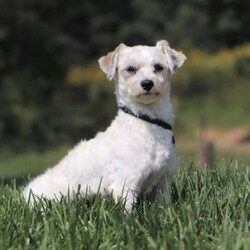 Max/Havanese									Puppy/Male	/14 Weeks,Introducing Max, the most adorable AKC Havanese boy! With his sweet expression and a personality that shines, he will always be ready to brighten your day. Whether he’s trotting by your side, chasing after his favorite toy, or curling up in your lap for a nap, he will bring joy to every moment. This sweet boy will quickly become your shadow, following you wherever you go and showering you with affection. Havanese are known for their gentle, playful nature and he is a beautiful example of everything we love about the breed!