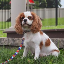 Chloe/Cavalier King Charles Spaniel									Puppy/Female	/6 Weeks,Say hello to Chloe! This gorgeous AKC-registered Cavalier King Charles Spaniel is as sweet as they come. With her silky coat, big soulful eyes, and gentle personality, Chloe has a natural charm that melts hearts everywhere she goes. Whether she’s snuggled in your arms, happily wagging her tail at your side, or exploring with her curious little nose, Chloe is sure to fill your days with love and joy.