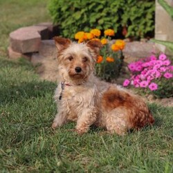Kit/Yorkie Poo									Puppy/Male	/11 Weeks,Hi there! My name is Kit, and I’m a sweet little Yorkiepoo with a big personality tucked inside my tiny frame. I love bouncing around with my happy paws, chasing squeaky toys, and curling up in the coziest spots for naps. My soft, fluffy coat makes me extra snuggly, and I never say no to a good cuddle. I’m curious about everything, always ready to explore, but my favorite place is still right by my people. I can’t wait to find my forever family to share all my love, kisses, and playful energy with!