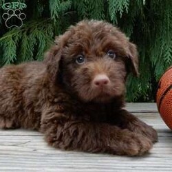Odie/Labradoodle									Puppy/Male	/7 Weeks,Hi! Im the handsome, chocolate F1B medium labradoodle you’ve been looking for!! I’m all excited for adventures, swimming, running, hiking, and playing in the yard! But I also love lazy days with lots of cuddling! My warm, loving puppy eyes and soft, wavy coat will melt your heart!! Prepare to fall in love! I am loved and cared for by a small family, but I think your home seems right for me! You are welcome to come meet me and take me home or I am willing to travel to your home by delivery.