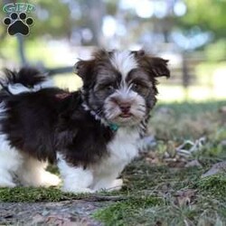 Max/Havanese									Puppy/Male	/14 Weeks,Introducing Max, the most adorable AKC Havanese boy! With his sweet expression and a personality that shines, he will always be ready to brighten your day. Whether he’s trotting by your side, chasing after his favorite toy, or curling up in your lap for a nap, he will bring joy to every moment. This sweet boy will quickly become your shadow, following you wherever you go and showering you with affection. Havanese are known for their gentle, playful nature and he is a beautiful example of everything we love about the breed!