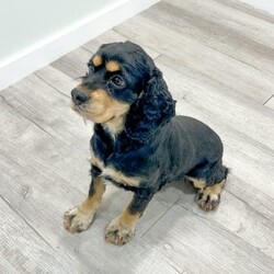 Chase/Cocker Spaniel									Puppy/Male	/7 Weeks,Meet Chase! This sweet and adorable Cocker Spaniel is looking for a forever family!