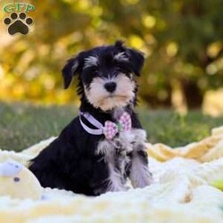 Paisley/Miniature Schnauzer									Puppy/Female	/8 Weeks,Meet Paisley—a darling AKC Miniature Schnauzer with an adorable, whiskered face! This little one is bursting with curiosity and affection, making her an excellent family pet and an eager adventure buddy. Schnauzers are well known for their playful and spirited nature, but they also make excellent watchdogs. Alert and attentive, they have a keen sense of awareness and won’t hesitate to let you know if something seems amiss. Whether she’s playing, exploring, or cuddling up for a nap, she is sure to brighten any of your ordinary days!