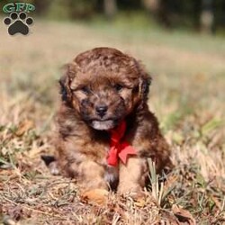 Asher/Havapoo									Puppy/Male	/5 Weeks,Meet Asher, the most adorable Havapoo boy! With his sweet expression and a personality that shines, he will always be ready to brighten your day. Whether he’s trotting by your side, chasing after his favorite toy, or curling up in your lap for a nap, she will bring joy to every moment. This sweet boy will quickly become your shadow, following you wherever you go and showering you with affection. Havanese are adored for their gentle and playful nature, while Poodles are known for being intelligent and outgoing. Together they make the Havapoo—a delightful blend of intelligence, energy, and affection that’s sure to brighten any home!