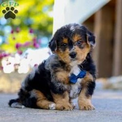Bam Bam/Yorkie Poo									Puppy/Male	/7 Weeks,Say hello to Bam Bam — an absolutely adorable Yorkie-Poo puppy with a heart full of happiness and a playful spark in his eye! From his ever-wagging tail to his sweet, snuggly personality, Bam Bam knows how to make every moment feel special. Whether he’s bouncing around during playtime or cuddling up for a nap, he brings joy, laughter, and love wherever he goes.