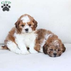 Cooper/Shih-Poo									Puppy/Male	/July 13th, 2025,Cooper is 1 of 4 in his litter , with an approximate adult weight of 12 to 14lbs . 