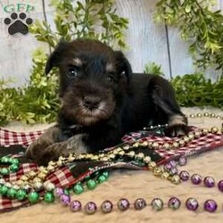 Tucker/Miniature Schnauzer									Puppy/Male	/July 18th, 2025,Meet Tucker a calm, sweet little Miniature Schnauzer , He is ACA Reg.  Microchipped, vet checked and shots are up to date. Miniature Schnauzers are a loyal ,family dog,  love attention and being by your side.   We have been raising family pets for  over 36 years.  Erla Martin License # 18226