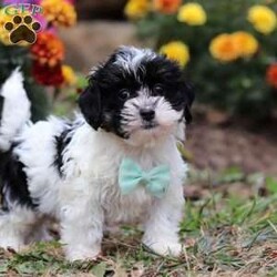 Drew/Shih-Poo									Puppy/Male	/12 Weeks,Say hello to Drew, our sweet little Shihpoo! With his silky-soft coat, bright eyes, and irresistible charm, Drew is sure to steal hearts wherever he goes. He’s everything you’d expect from a Shihpoo-sweet, playful, and happiest when he’s right by your side. Raised with lots of love and care, Drew is well-socialized and ready to join his forever family. Whether he’s bouncing around with joy or snuggling up for cuddle time, this little guy is guaranteed to bring endless smiles and love to your home.