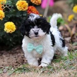 Drew/Shih-Poo									Puppy/Male	/12 Weeks,Say hello to Drew, our sweet little Shihpoo! With his silky-soft coat, bright eyes, and irresistible charm, Drew is sure to steal hearts wherever he goes. He’s everything you’d expect from a Shihpoo-sweet, playful, and happiest when he’s right by your side. Raised with lots of love and care, Drew is well-socialized and ready to join his forever family. Whether he’s bouncing around with joy or snuggling up for cuddle time, this little guy is guaranteed to bring endless smiles and love to your home.