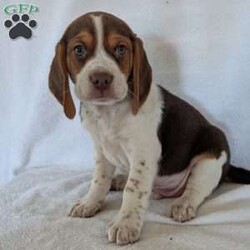 Cash/Beagle									Puppy/Male	/6 Weeks,Hi meet our sweet little guy he is full of cheer and kisses and will wag his way right into your heart he loves his bath that he gets often, will be a great companion, he is microchipped up to date on vaccines and dewormer and will be vet checked at 7weeks old.if your interested in my puppies you can call or text me anytime and I will tell you All about them.if your living at a distance that’s no problem we have transportation available, I will send a small bag of food along so you can transition him slowly I accept a non-refundable deposit through PayPal to hold him for you till he is ready for his new home.Thanks for your interest!!!