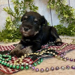 Tucker/Miniature Schnauzer									Puppy/Male	/July 18th, 2025,Meet Tucker a calm, sweet little Miniature Schnauzer , He is ACA Reg.  Microchipped, vet checked and shots are up to date. Miniature Schnauzers are a loyal ,family dog,  love attention and being by your side.   We have been raising family pets for  over 36 years.  Erla Martin License # 18226
