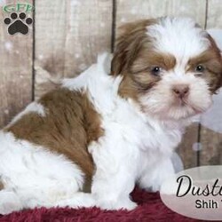 Dustin/Shih Tzu									Puppy/Male	/8 Weeks,Dustin is a red and white male Shih Tzu, a well socialized and happy puppy. He likes to play in the yard with his littermates. This litter of pups enjoy time with our family, including our children, following them and us around. He’s a sweet thing and ready to find his forever home.