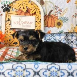 Spooky/Yorkie									Puppy/Male	/8 Weeks,Meet your new BFF, Spooky! This adorable Yorkie puppy is vet checked & up to date on shots & wormer. He is registered, plus comes with a health guarantee provided by the breeder! Spooky is well socialized & currently being family raised with children, making him a perfect addition to your family home!