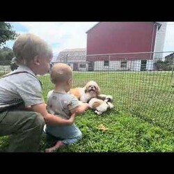Dustin/Shih Tzu									Puppy/Male	/8 Weeks,Dustin is a red and white male Shih Tzu, a well socialized and happy puppy. He likes to play in the yard with his littermates. This litter of pups enjoy time with our family, including our children, following them and us around. He’s a sweet thing and ready to find his forever home.