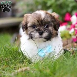 Jaden/Shih Tzu									Puppy/Male	/8 Weeks,Meet Jaden, our sweet ACA registered Shih Tzu puppy! With his soft coat, bright eyes, and gentle personality, he’s sure to capture your heart the moment you meet him. This pup comes from wonderful parents—his dad, Buddy, weighs 13 lbs, and his mom, Lucy, is a petite 9 lbs—giving him the perfect balance of charm and size.