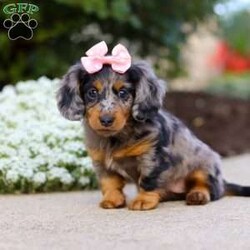 Darla/Dachshund									Puppy/Female	/7 Weeks,Meet Darla, an absolutely heart-melting ACA Dachshund puppy who’s as sweet as she is adorable! With her tiny paws, soulful eyes, and that signature long little body, she’s the very definition of cuteness. She loves nothing more than wiggling her way into your lap, where she can shower you with snuggles and happy tail wags that brighten every moment. Playful, curious, and full of love, this precious girl is sure to steal hearts wherever she goes.