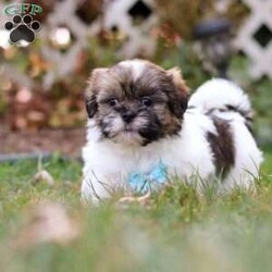 Jaden/Shih Tzu									Puppy/Male	/8 Weeks,Meet Jaden, our sweet ACA registered Shih Tzu puppy! With his soft coat, bright eyes, and gentle personality, he’s sure to capture your heart the moment you meet him. This pup comes from wonderful parents—his dad, Buddy, weighs 13 lbs, and his mom, Lucy, is a petite 9 lbs—giving him the perfect balance of charm and size.