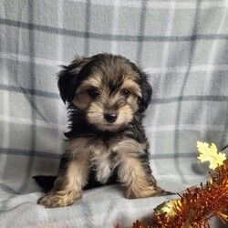 Cinnamon/Morkie / Yorktese									Puppy/Male	/8 Weeks,Cinnamon is a sweet and playful puppy.He has a laid back personality , was raised with children and would love to be part of your family fun. He is ready to give love laughter and cuddles to his forever family. He is up to dates on shots and dewormer. Shipping  is available.  Please contact us to make sweet Cinnamon your very own puppy!