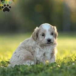 Daxter/Maltipoo									Puppy/Male	/9 Weeks,To contact the breeder about this puppy, click on the “View Breeder Info” tab above.