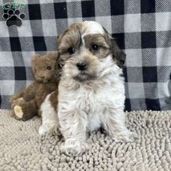 Sarah/Coton de Tulear									Puppy/Female	/July 23rd, 2025,Meet Sarah a sweet little Coton de Tulear,  she is ACA Reg. , Microchipped,  Vet checked and shots are up to date.   Lavern Reiff License # 3221