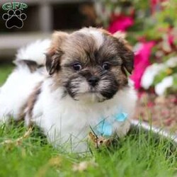 Jaden/Shih Tzu									Puppy/Male	/8 Weeks,Meet Jaden, our sweet ACA registered Shih Tzu puppy! With his soft coat, bright eyes, and gentle personality, he’s sure to capture your heart the moment you meet him. This pup comes from wonderful parents—his dad, Buddy, weighs 13 lbs, and his mom, Lucy, is a petite 9 lbs—giving him the perfect balance of charm and size.