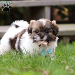 Jaden/Shih Tzu									Puppy/Male	/8 Weeks,Meet Jaden, our sweet ACA registered Shih Tzu puppy! With his soft coat, bright eyes, and gentle personality, he’s sure to capture your heart the moment you meet him. This pup comes from wonderful parents—his dad, Buddy, weighs 13 lbs, and his mom, Lucy, is a petite 9 lbs—giving him the perfect balance of charm and size.