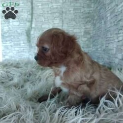 AJ/Cavalier King Charles Spaniel									Puppy/Male	/7 Weeks,Look at me! A healthy happy friendly playful puppy who loves to give puppy kisses! Born and raised in the rolling hills of Holmes county .come meet me or I can be transported to your front door for a small additional fee.text or call for more info.
