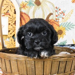 Sami/Shih-Poo									Puppy/Male	/12 Weeks,Meet Sami! This adorable Shih-Poo puppy is vet checked & up to date on shots & wormer, plus comes with a health guarantee provided by the breeder! Sami is well socialized & currently being family raised with children!