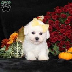 Jewel/Bichon Frise									Puppy/Female	/11 Weeks,To contact the breeder about this puppy, click on the “View Breeder Info” tab above.