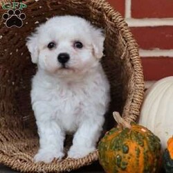 Blessing/Bichon Frise									Puppy/Female	/August 8th, 2025,True to her name, Blessing is a little bundle of joy that feels like sunshine wrapped in soft white fur. From the moment you meet her, she carries a special sparkle that lights up the room. Her big, expressive eyes seem to say, “Life is better when we’re together,” and she proves it with every wag of her tail. Blessing has a sweet, affectionate nature that makes her the perfect cuddle buddy, always ready to curl up in your lap and soak up love. She also has a playful side that will make you laugh as she prances around with her toys, as if she knows she’s the star of the show. She thrives on connection and is happiest when she’s making someone smile. Whether it’s a soft kiss on your hand, a joyful dance when you walk in the door, or the comfort of her presence after a long day, Blessing lives up to her name in every way. She’s not just a puppy—she’s a reminder that life’s greatest gifts are small, furry, and full of love.