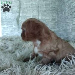 AJ/Cavalier King Charles Spaniel									Puppy/Male	/7 Weeks,Look at me! A healthy happy friendly playful puppy who loves to give puppy kisses! Born and raised in the rolling hills of Holmes county .come meet me or I can be transported to your front door for a small additional fee.text or call for more info.