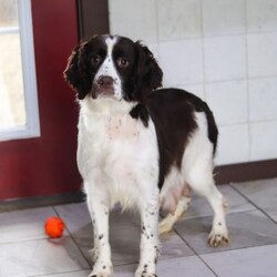 Irene/English Springer Spaniel									Puppy/Female	/9 Weeks,Hi, I’m Irene—an adorable AKC registered English Springer Spaniel puppy with a happy, playful spirit! I love wagging my tail, chasing after toys, and exploring the world around me with my curious eyes. With my soft coat and sweet personality, I’m just as good at snuggling as I am at playing. Loyal, loving, and full of charm, I can’t wait to find my forever family and fill their days with joy.