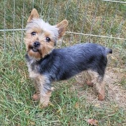 Sonny- tiny/Yorkie									Puppy/Male	/9 Weeks,Sonny is a very sweet and well socialized puppy, he loves to play with children. He is smaller than his brother,  but very lively  and friendly.  His parents  are approximately  4 to 5 #, therefore Sonny will possibly be  on the smaller  side as an adult . Please contact us to make sweet Sonny your very own puppy!