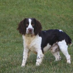 Irene/English Springer Spaniel									Puppy/Female	/9 Weeks,Hi, I’m Irene—an adorable AKC registered English Springer Spaniel puppy with a happy, playful spirit! I love wagging my tail, chasing after toys, and exploring the world around me with my curious eyes. With my soft coat and sweet personality, I’m just as good at snuggling as I am at playing. Loyal, loving, and full of charm, I can’t wait to find my forever family and fill their days with joy.