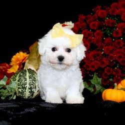 Jewel/Bichon Frise									Puppy/Female	/11 Weeks,To contact the breeder about this puppy, click on the “View Breeder Info” tab above.